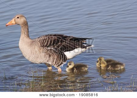 Grågås gås med Gosling