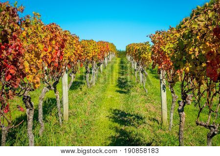 Beautiful vineyard platation with colorful leafs red, yellow and green, located in Waiheke island with a beautiful blue sky.