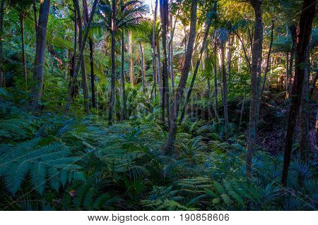 Hiking along the coast line of Waiheke island through juicy meadows, muddy trails and subtropical forests, Waiheke, Auckland, New Zealand.
