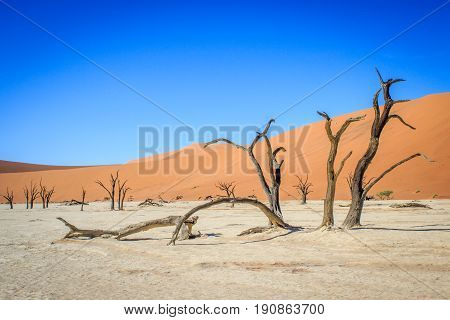 Dead Trees In A Salt Pan In The Deadvlei.