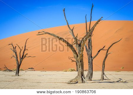 Dead Trees In A Salt Pan In The Deadvlei.