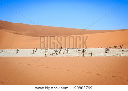 Dead Trees In A Salt Pan In The Deadvlei.