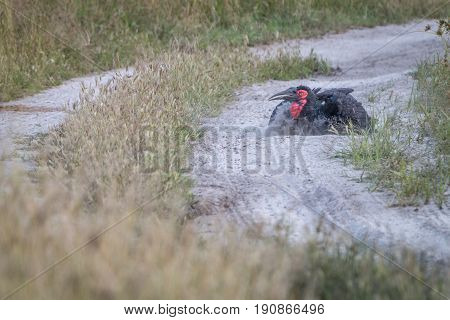 A Southern Ground Hornbill Dust Bathing.