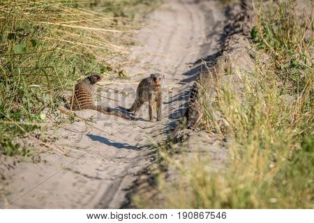 Two Banded Mongoose On The Road.
