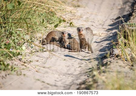 Two Banded Mongoose On The Road.
