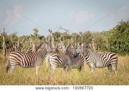 A Group Of Zebras Bonding In The Grass.