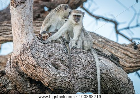 Two Vervet Monkeys Resting On A Tree.
