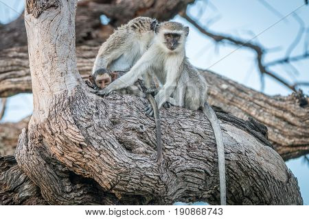 Two Vervet Monkeys Resting On A Tree.