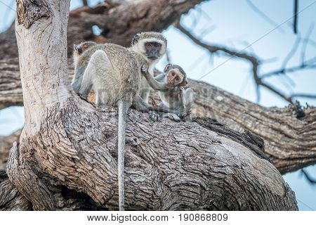 Three Vervet Monkeys Resting On A Tree.