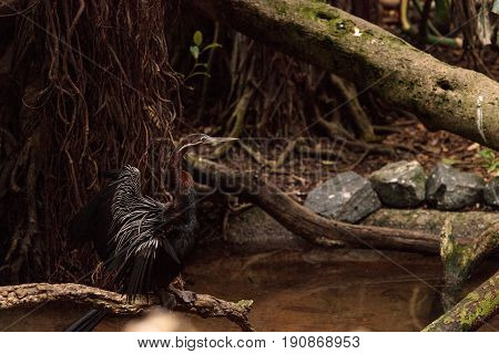 African Darter known as Anhinga rufa rufa spreads its wings near a shallow water stream.
