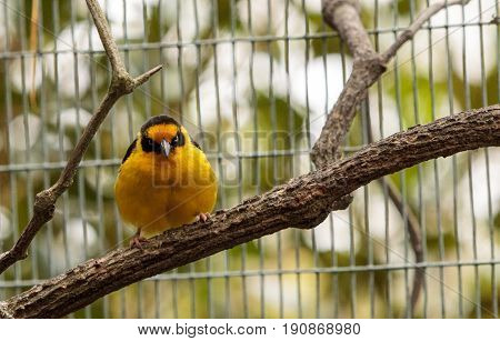 African golden oriole is a bright yellow bird with a black mask known scientifically as Oriolus auratus.