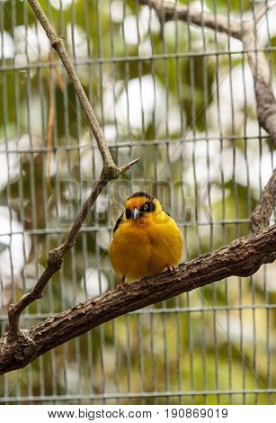 African Golden Oriole Oriolus Auratus