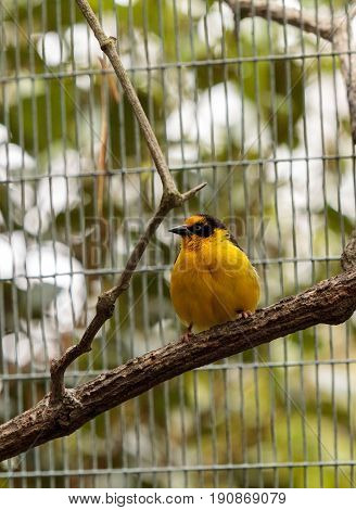 African Golden Oriole Oriolus Auratus