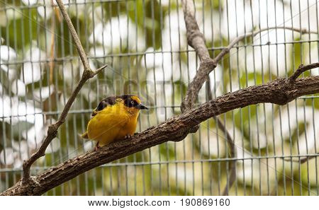 African Golden Oriole Oriolus Auratus