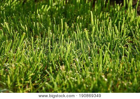 Grass closeup in sunny weather. Summer background