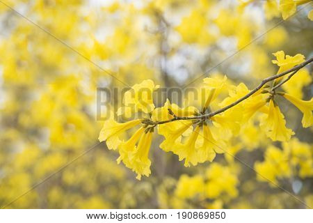 Yellow flower background Tabebuia chrysantha NicholsTallow PuiGolden tree in summer