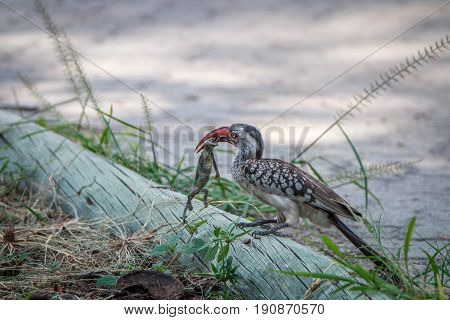 Red-billed Hornbill With A Kill.