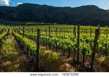 Beautiful Vineyard in Springtime: Rows of Grapes Back-lit by the setting sun