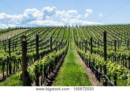Vineyard in Springtime: Rows and Rows of Grapes under a blue sky