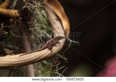 Brown anole also called the Bahaman anole or Anolis sagrei and can be found in Cuba Bahamas and the United States