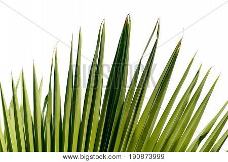 Close up palm leave on isolated white background.Green palm leave isolated white background.Tropical plants leave on white