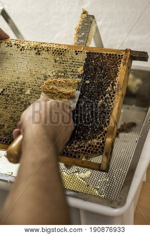 Honeycomb will open unwaxing fork beekeeper uncapped for harvest golden delicious honey closeup