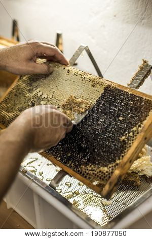 Honeycomb will open unwaxing fork beekeeper uncapped for harvest golden delicious honey closeup