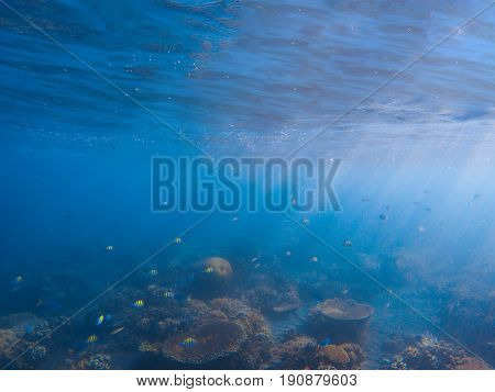 Underwater landscape with coral reef. Corals with tropical fishes colony. Blue sea and tropical seabottom photo. Sea animals and plants. Exotic seashore. Marine inhabitants. Sea water ecosystem