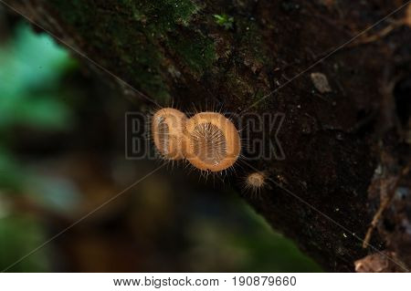 Mushrooms orange fungi cup (Cookeina sulcipes (Berk.) Kuntze.) on decay wood in the rain forest.