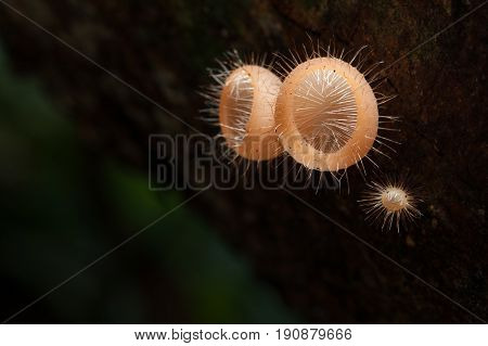 Mushrooms orange fungi cup (Cookeina sulcipes (Berk.) Kuntze.) on decay wood in the rain forest.