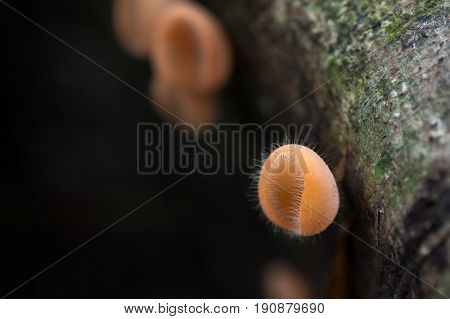 Mushrooms orange fungi cup (Cookeina sulcipes (Berk.) Kuntze.) on decay wood in the rain forest.