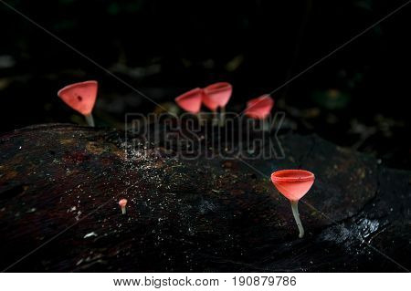 Mushrooms orange fungi cup ( Cookeina sulcipes ) on decay wood in the rain forest.