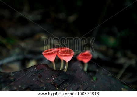 Mushrooms orange fungi cup ( Cookeina sulcipes ) on decay wood in the rain forest.