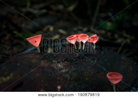 Mushrooms orange fungi cup ( Cookeina sulcipes ) on decay wood in the rain forest.