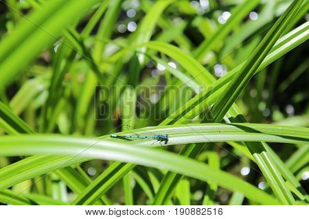 Blue Coenagrion Scitulum On Green Grass Leave