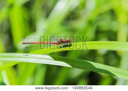 Red Pyrrhosoma Nymphula On Green Grass Leave Front View