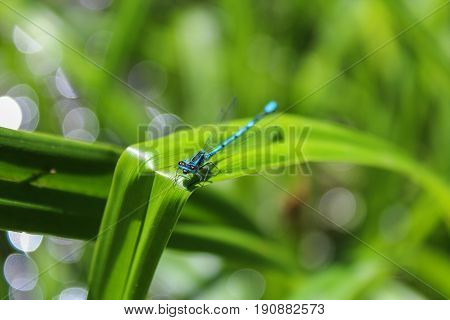 Blue Coenagrion Scitulum On Edge Of Grass Leave, Front View