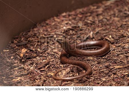 Legless Lizard Scheltopusik Is Scientifically Known As Pseudopus Apodus