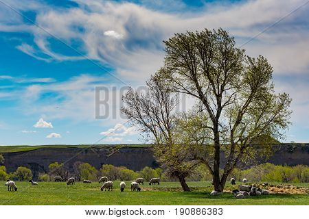 Sheep Flock