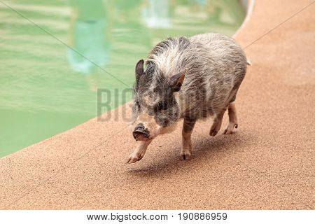 Domestic Pot Bellied Pig Sus Scrofa Domesticus