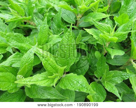 Lichwort, Parietaria officinalis, in herb garden in spring