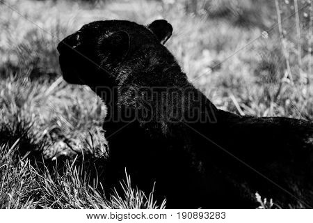 black panther - black and white animals portraits