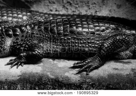 cuvier's dwarf caiman - black and white animals portraits