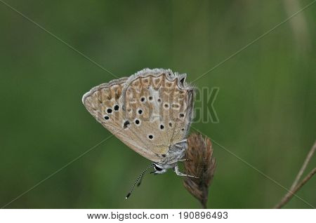 Polyommatus daphnis, the Meleager's blue,  is a butterfly of the Lycaenidae family. Small blue butterfly in wild nature