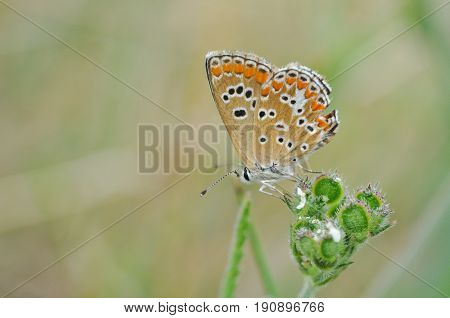 Aricia agestis, Brown Argus on wild grass.  Polyommatus icarus, Common Blue butterfly