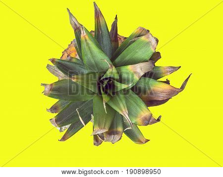 Fresh green pineapple leaves on a yellow background