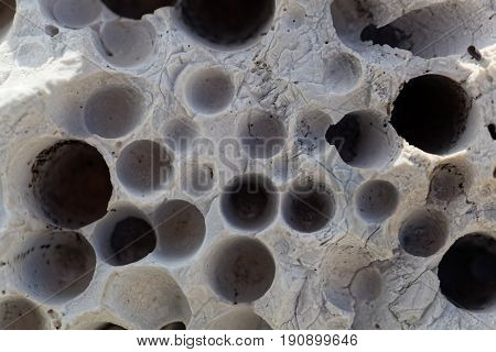 Bioerosion boring traces of boring organisms on a coastal limestone.