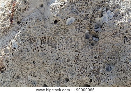 Bioerosion boring traces of boring organisms on a coastal limestone.