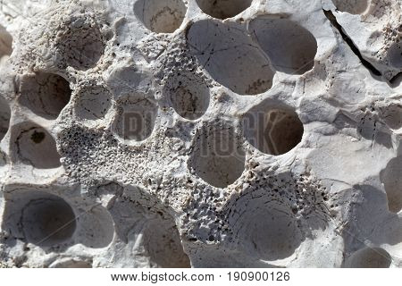 Bioerosion boring traces of boring organisms on a coastal limestone.