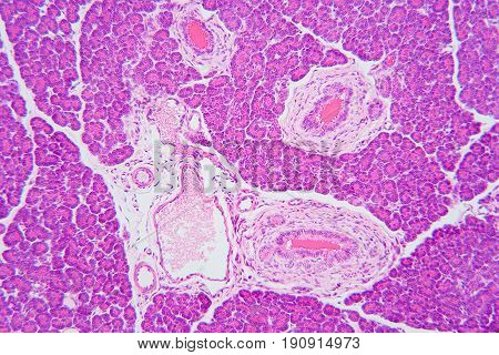 Pancreas section organic background, color image, microscopic